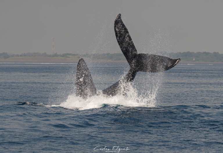 Avistamiento de ballenas: una experiencia inolvidable en el océano Pacífico, antes de que finalice el 2