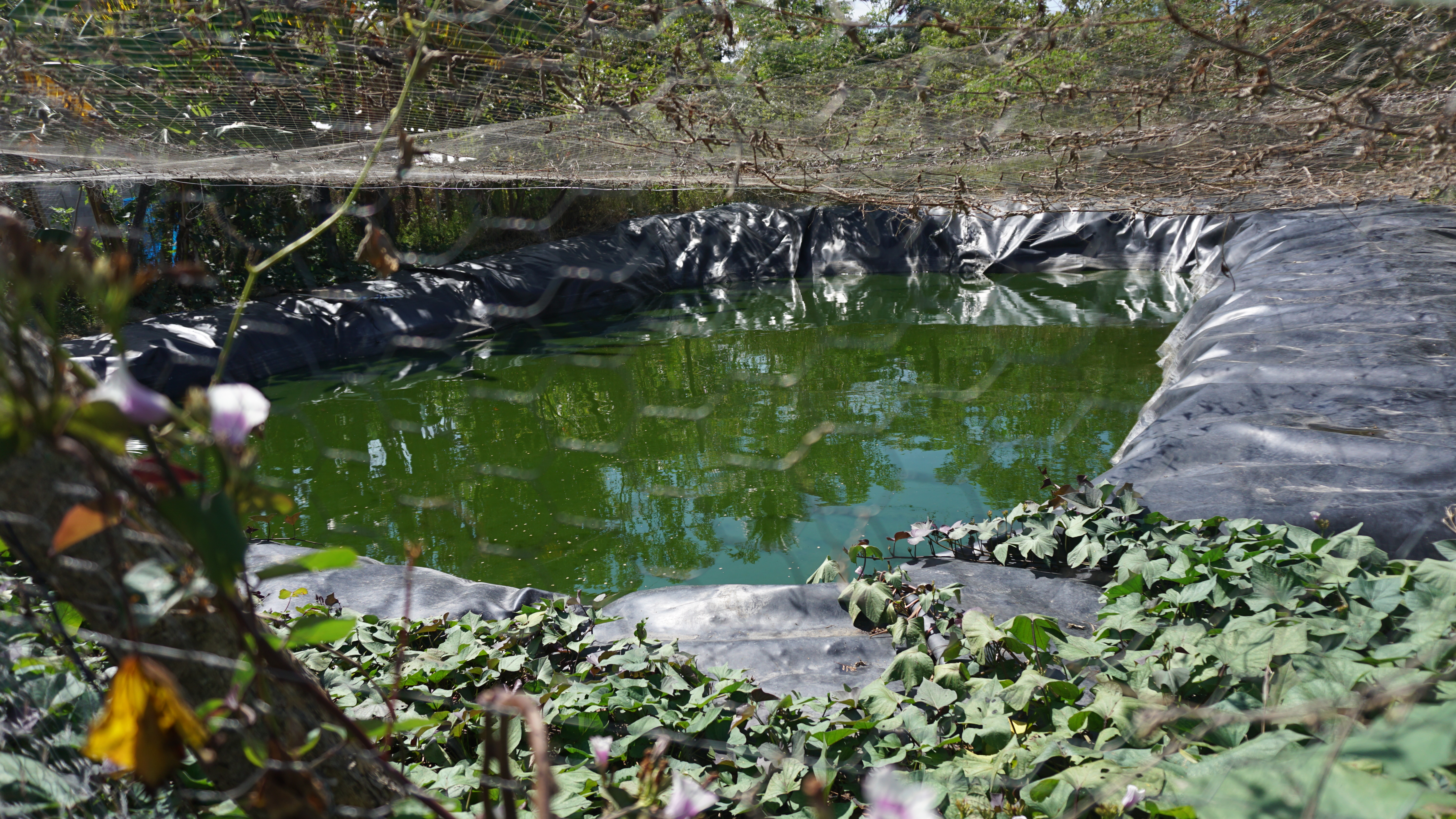 ORREDOR SECO JALAPA 02'