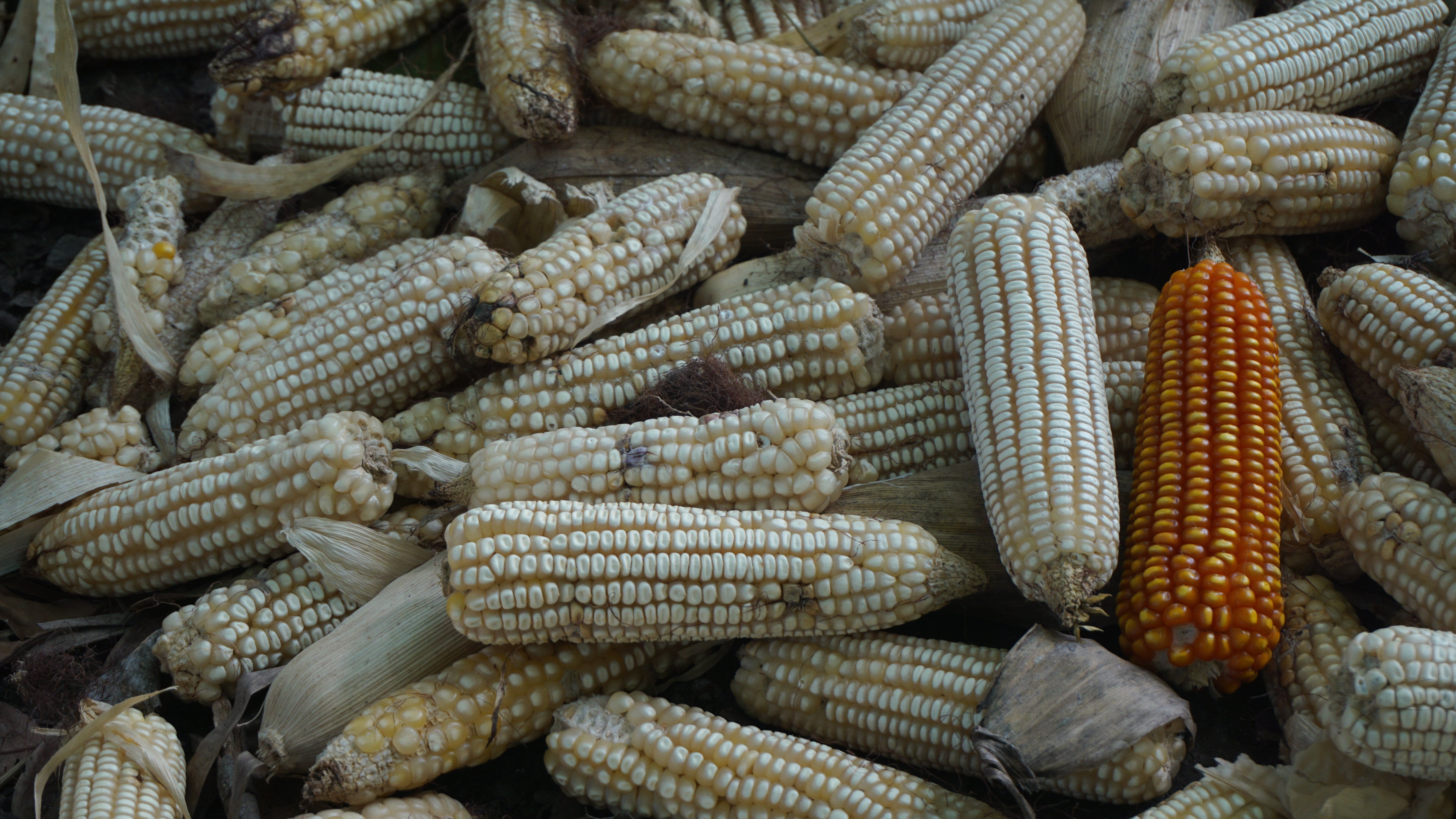 CORREDOR SECO JALAPA 11'