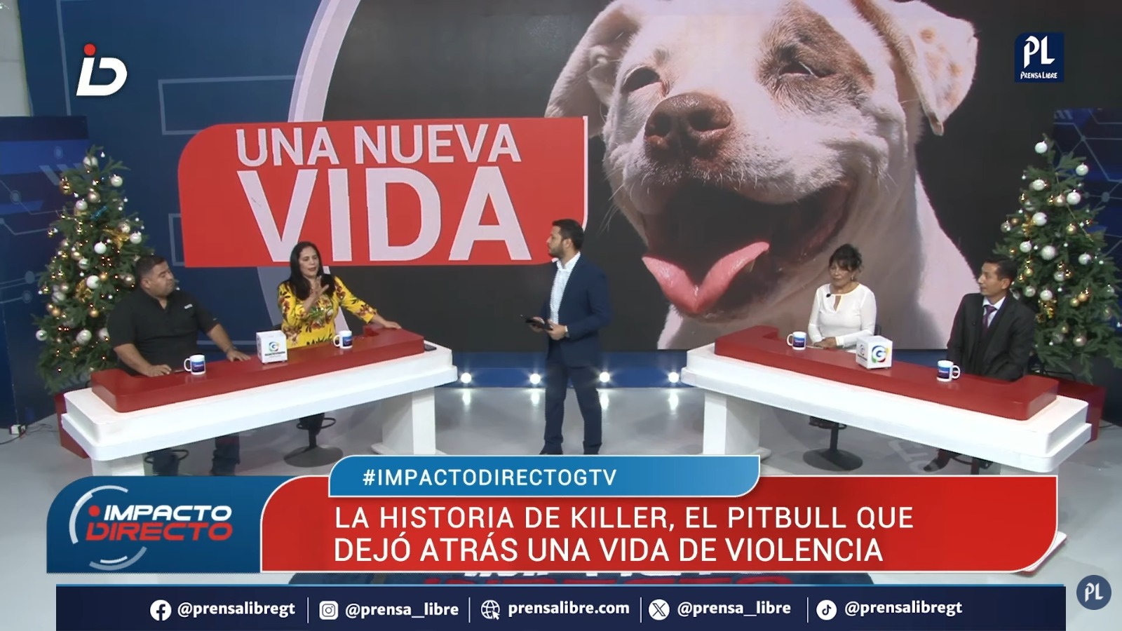 El amor venció a la violencia: la historia de Killer, el pitbull criado y entrenado por pandilleros