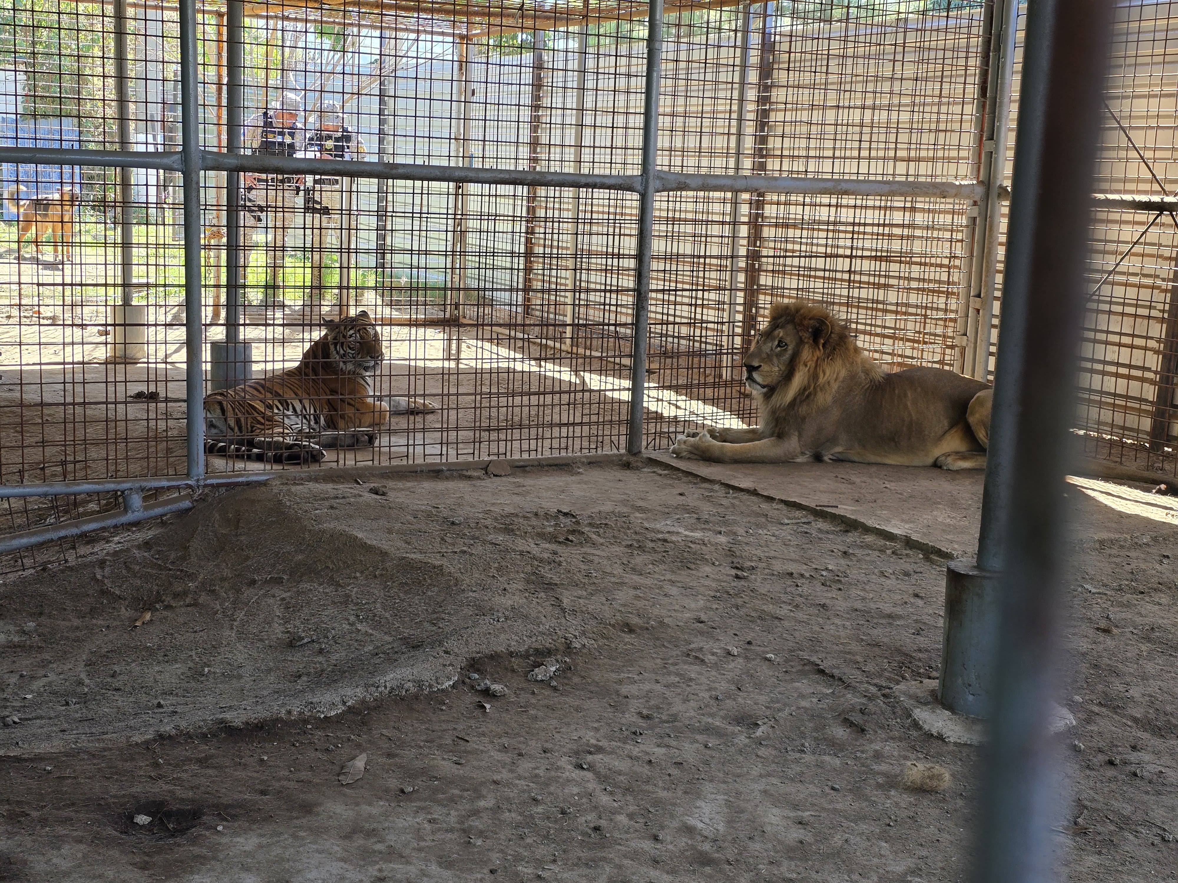 Un león y un tigre permanecen en jaulas tras ser rescatados por el Ministerio Público durante un allanamiento en El Progreso. (Foto Prensa Libre: MP)
