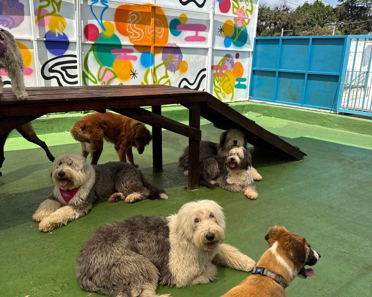 ¿Qué debe saber sobre las guarderías para perros en Guatemala?