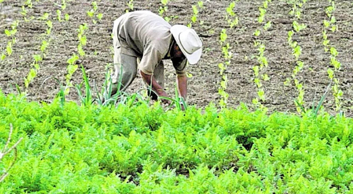 Trabajador Persona cosechando salario mínimo empleo