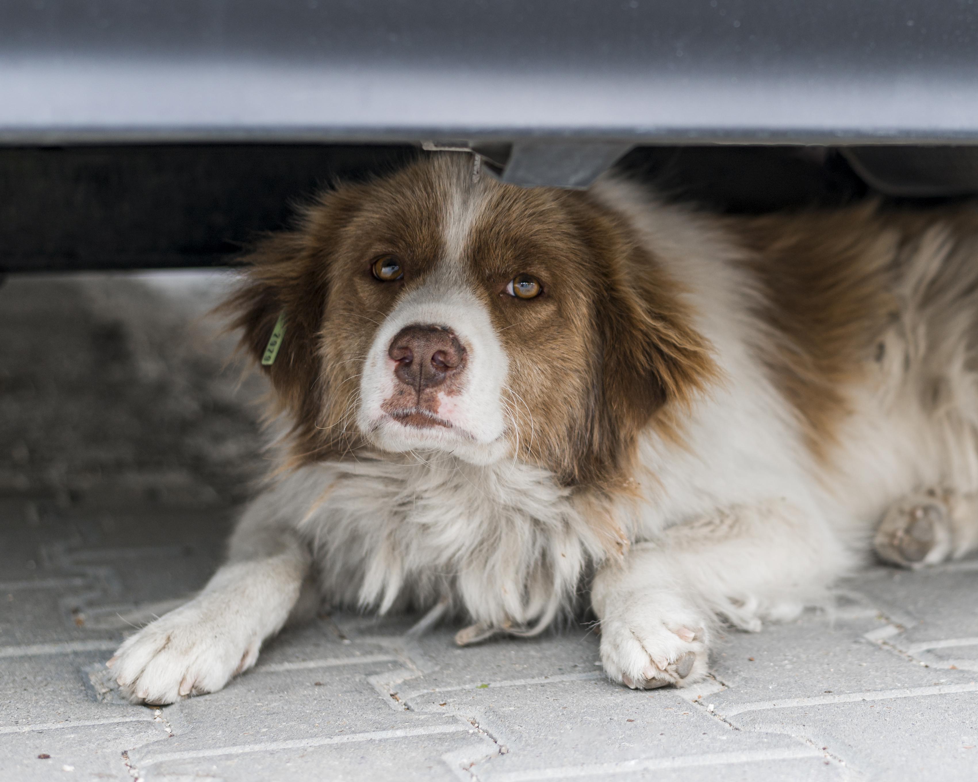 Cómo afectan los cohetes y la pirotecnia a perros y gatos: expertos explican qué hacer para reducir su ansiedad