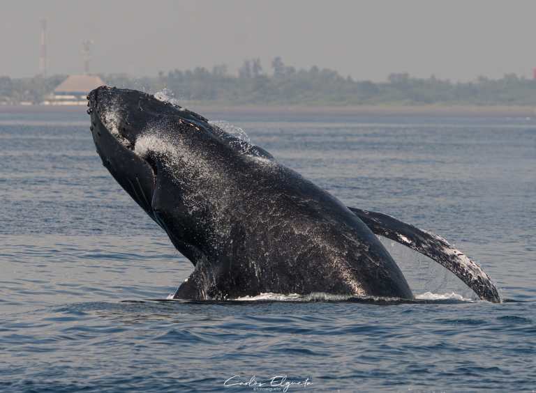Avistamiento de ballenas jorobadas en el Pacífico: primeros encuentros con la fauna marina del 2
