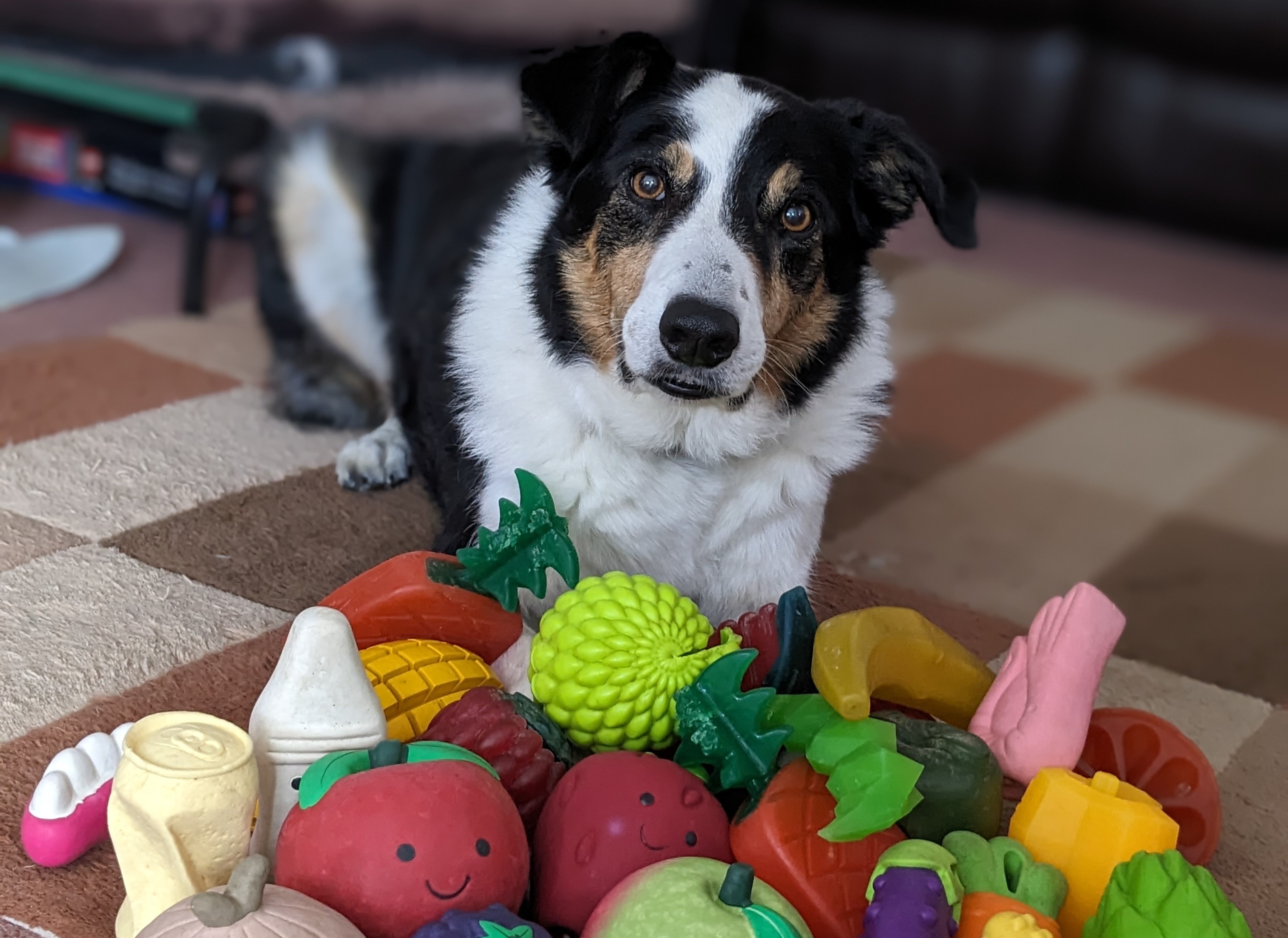 Algunos perros aprenden palabras escuchando conversaciones no dirigidas a ellos