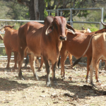 Bovino fallecido en Petén mientras MAGA activa protocolos sanitarios de vigilancia epidemiológica.