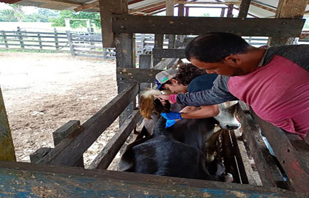 Maga toma muestras por caso de bovino muerto en Petén 1