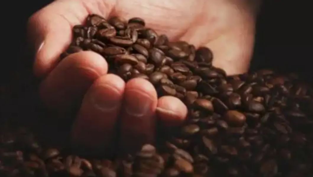 café en grano sostenido por una persona Café de Guatemala