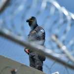 Guardia penitenciario vigila desde una terraza del penal Renovación I durante operativos de control carcelario en Guatemala.