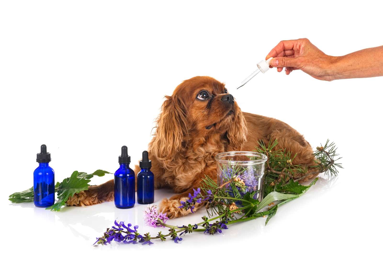 Perros y gatos también se benefician de los productos naturales