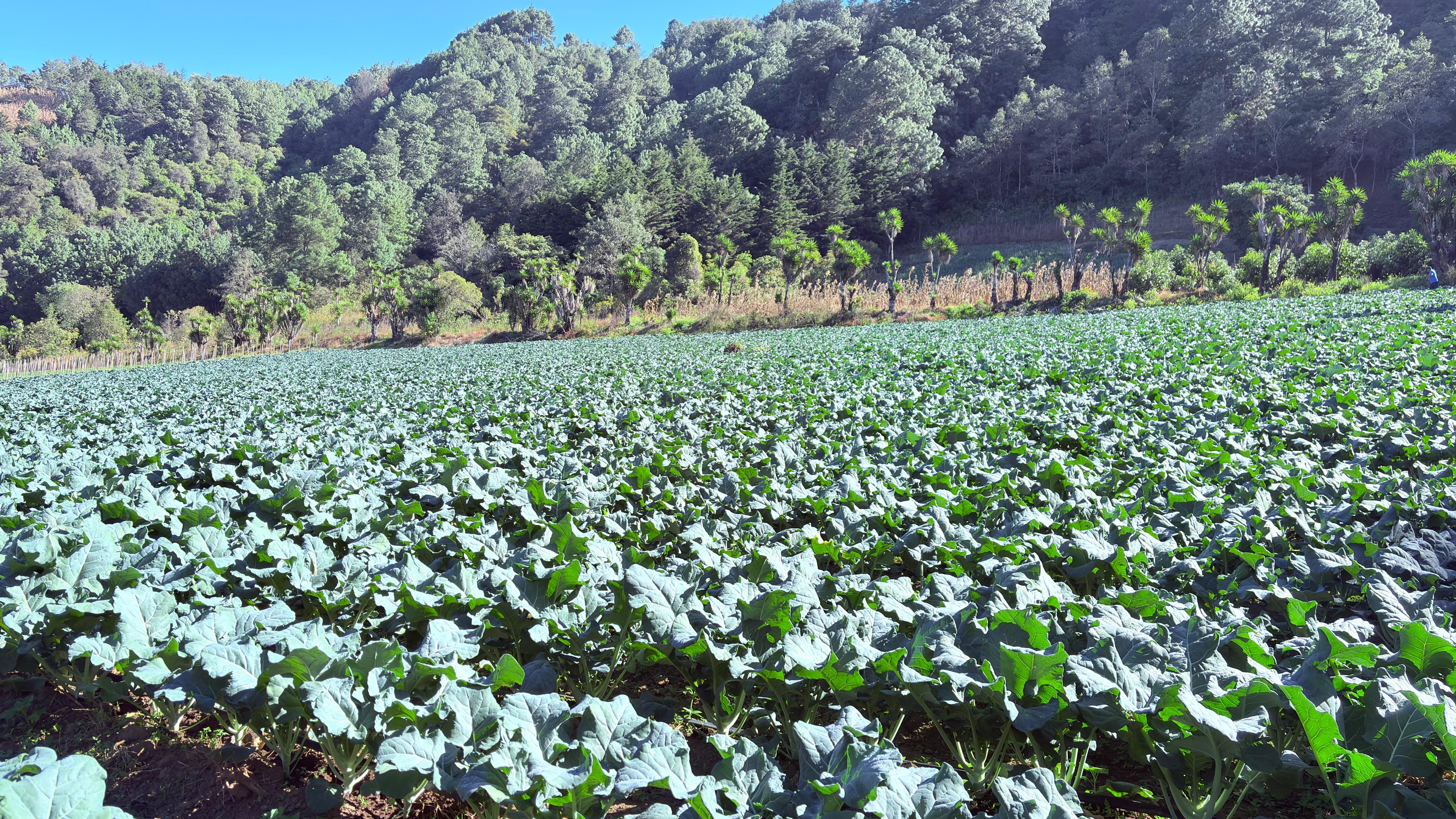 Algunos lineamientos sectoriales serían propuestos para atender la “emergencia” que enfrentan los productores y toda la cadena vinculada a la producción de minivegetales. (Foto Prensa Libre: Cortesía)