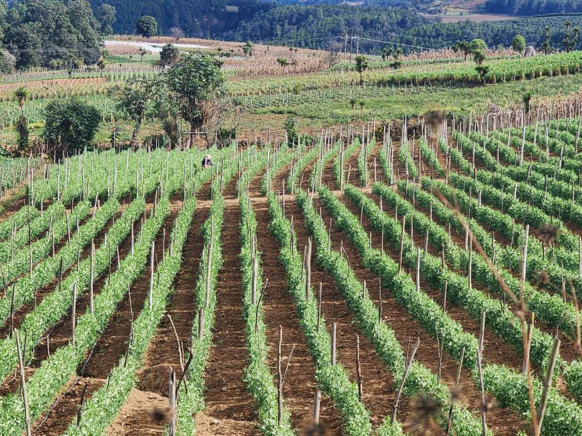 El sector agrícola no tradicional se concentra en varios cultivos del altiplano central de Guatemala. (Foto Prensa Libre: Cortesía)