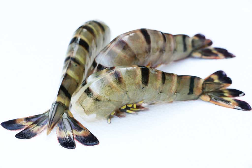 Detalle del cuerpo del camarón tigre gigante con bandas oscuras, especie localizada en Izabal, Guatemala