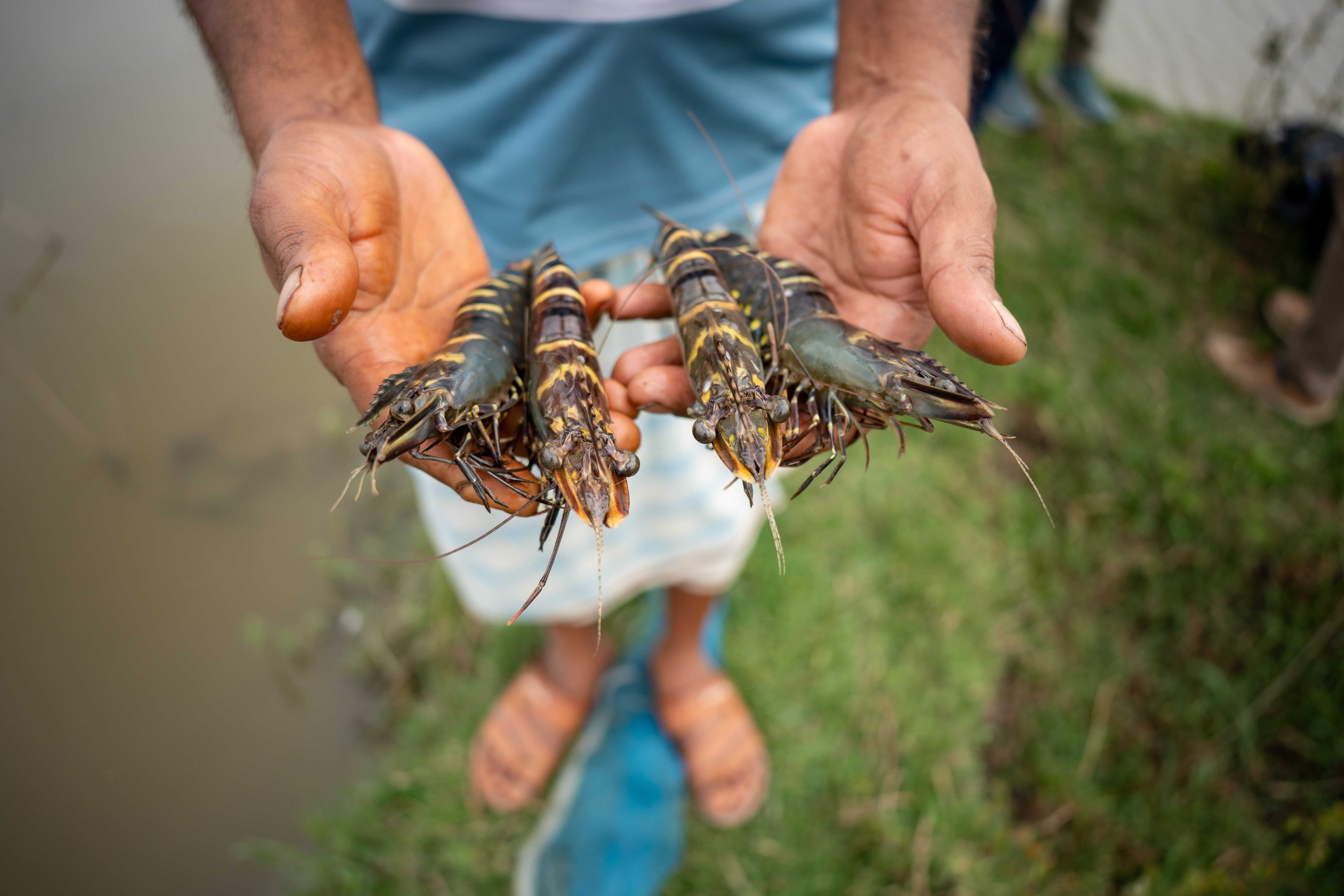 Camarón tigre gigante capturado en el Caribe de Guatemala, especie invasora detectada en Izabal