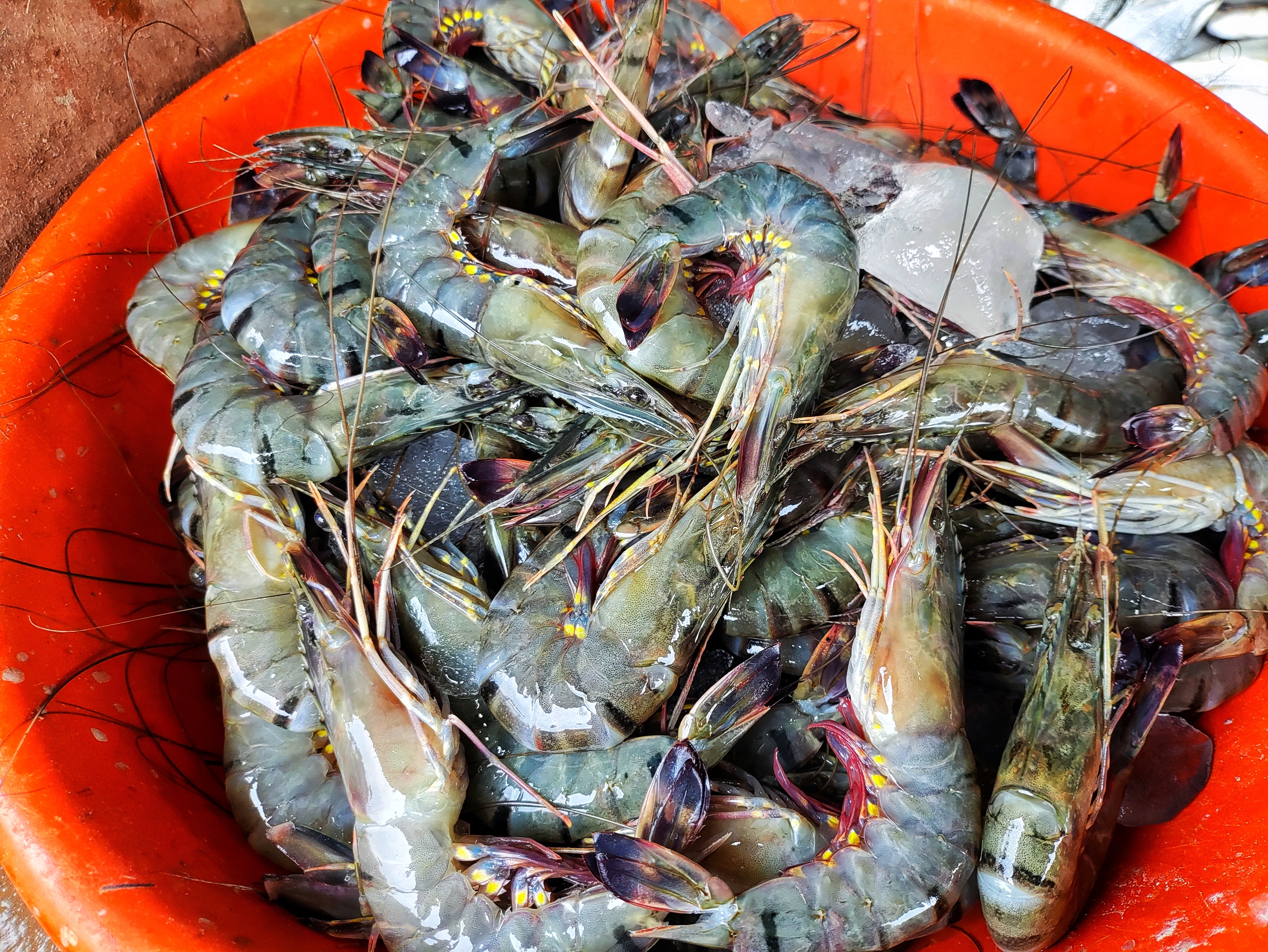 Tamaño del camarón tigre gigante comparado con especies nativas del Caribe guatemalteco