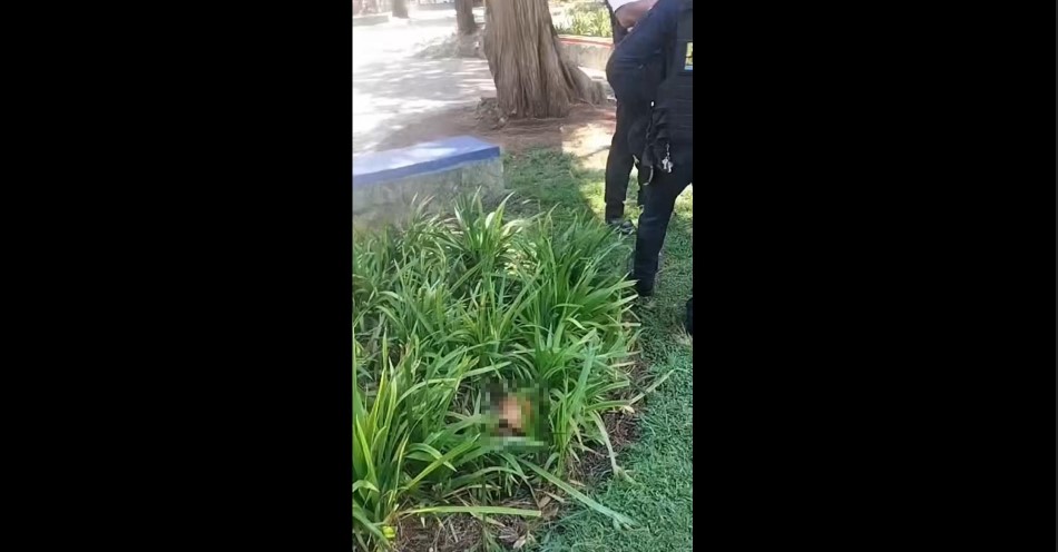 Cráneo humano permanece en los jardines de la avenida Las Américas, donde autoridades resguardan el área y realizan las diligencias correspondientes. (Captura de pantalla)