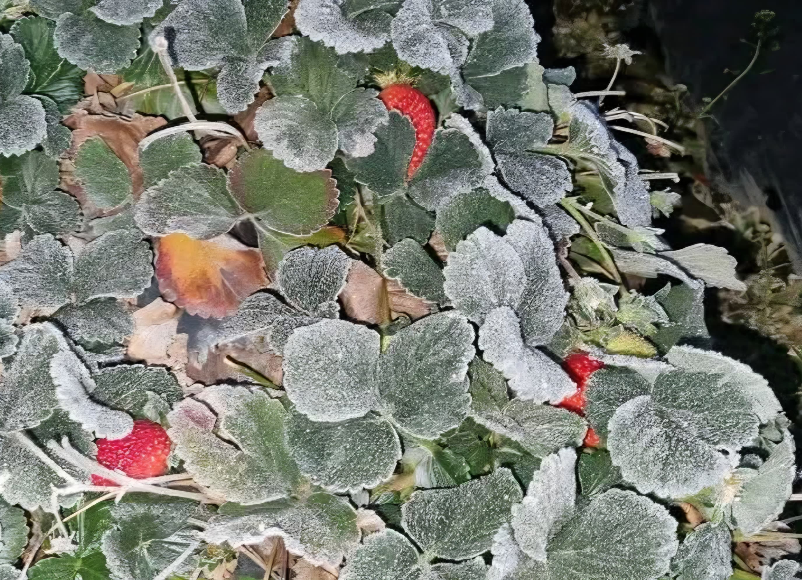 En imágenes: hortalizas amanecen congeladas en Tecpán Guatemala por intenso frío que continúa este 3 de febrero
