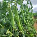 Una misión público-privada sostendrá varias reuniones en EE. UU. del 18 al 20 de marzo próximo, con el fin de abrir acceso a los productos que no fueron beneficiados con la aplicación del arancel cero. (Foto Prensa Libre: Cortesía)