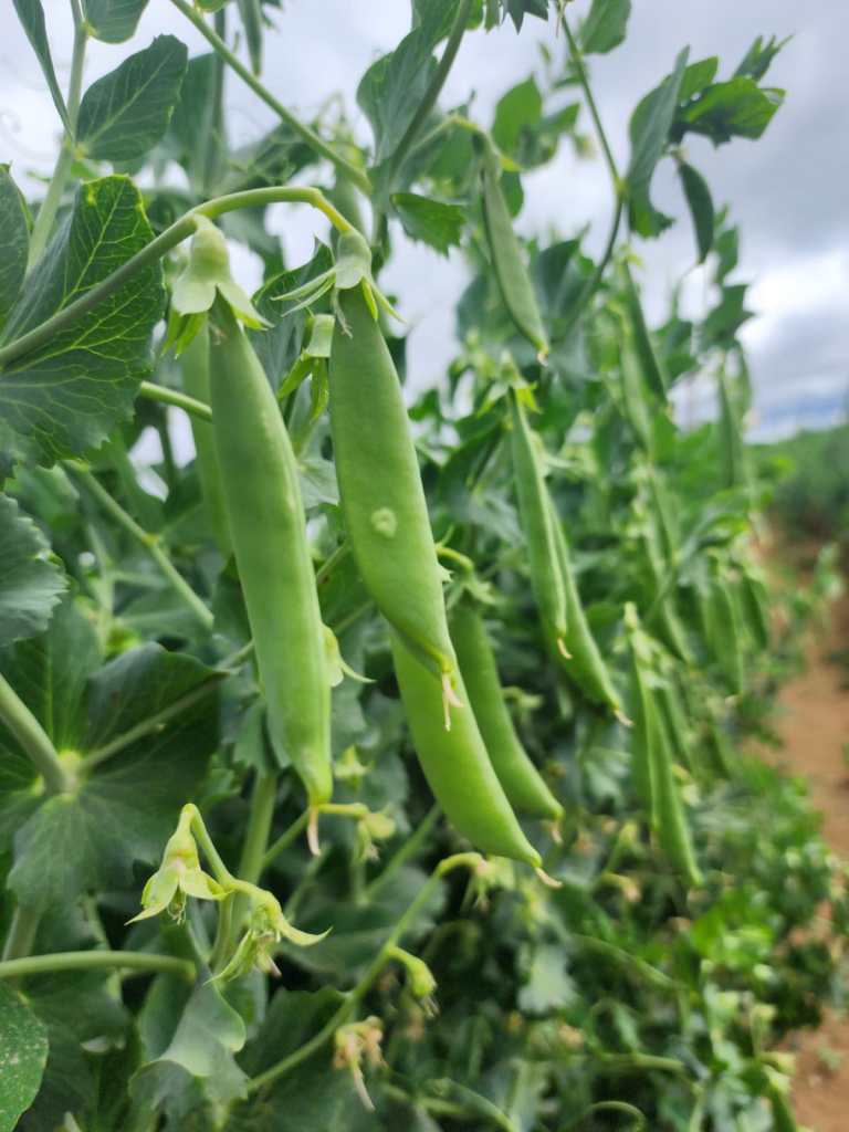 Delegación agrícola sostendrá reuniones en EE. UU. para reducir impacto de nuevo arancel del 1