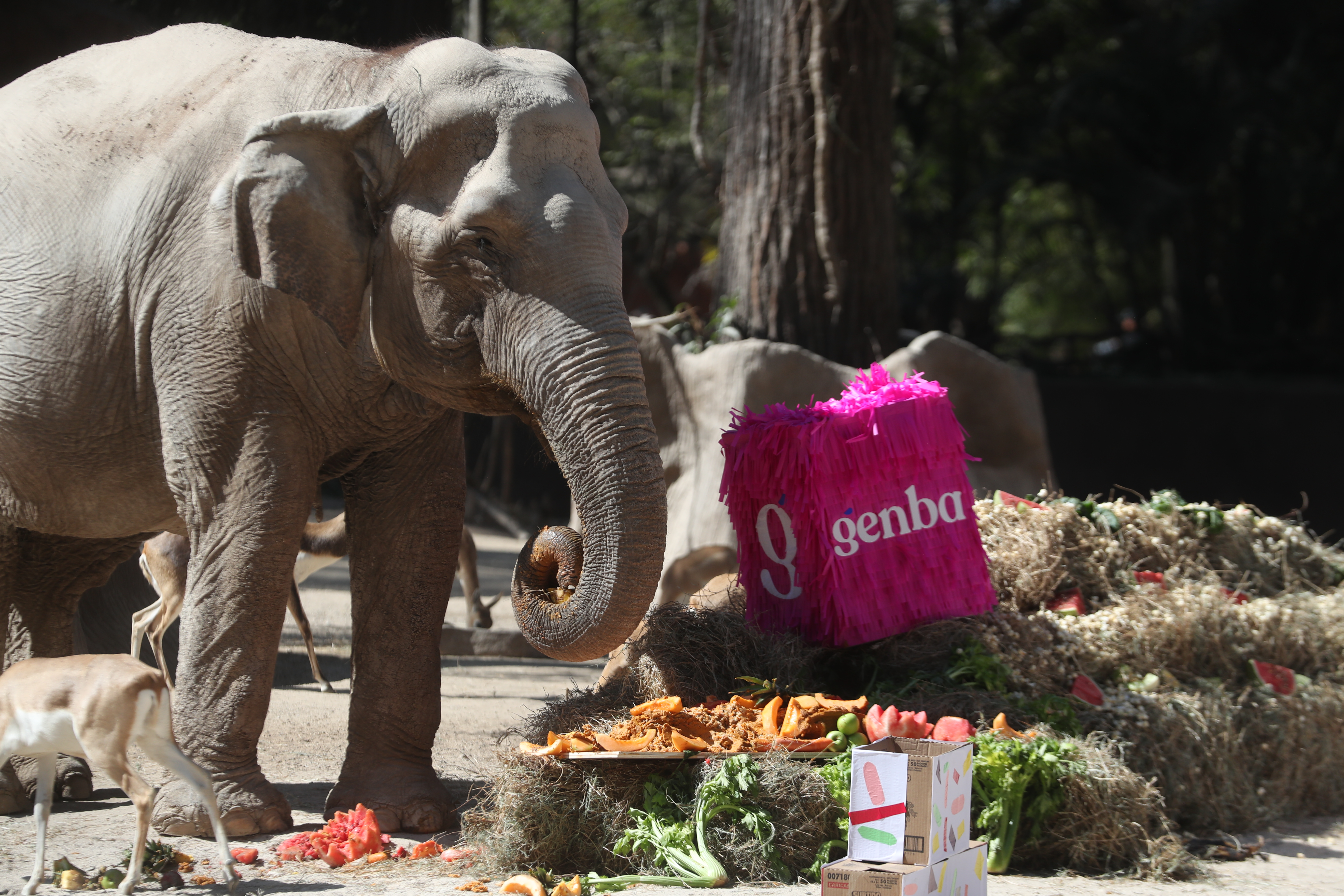 CUMPLEAÑOS 65 TROMPITA LA ELEFANTA'