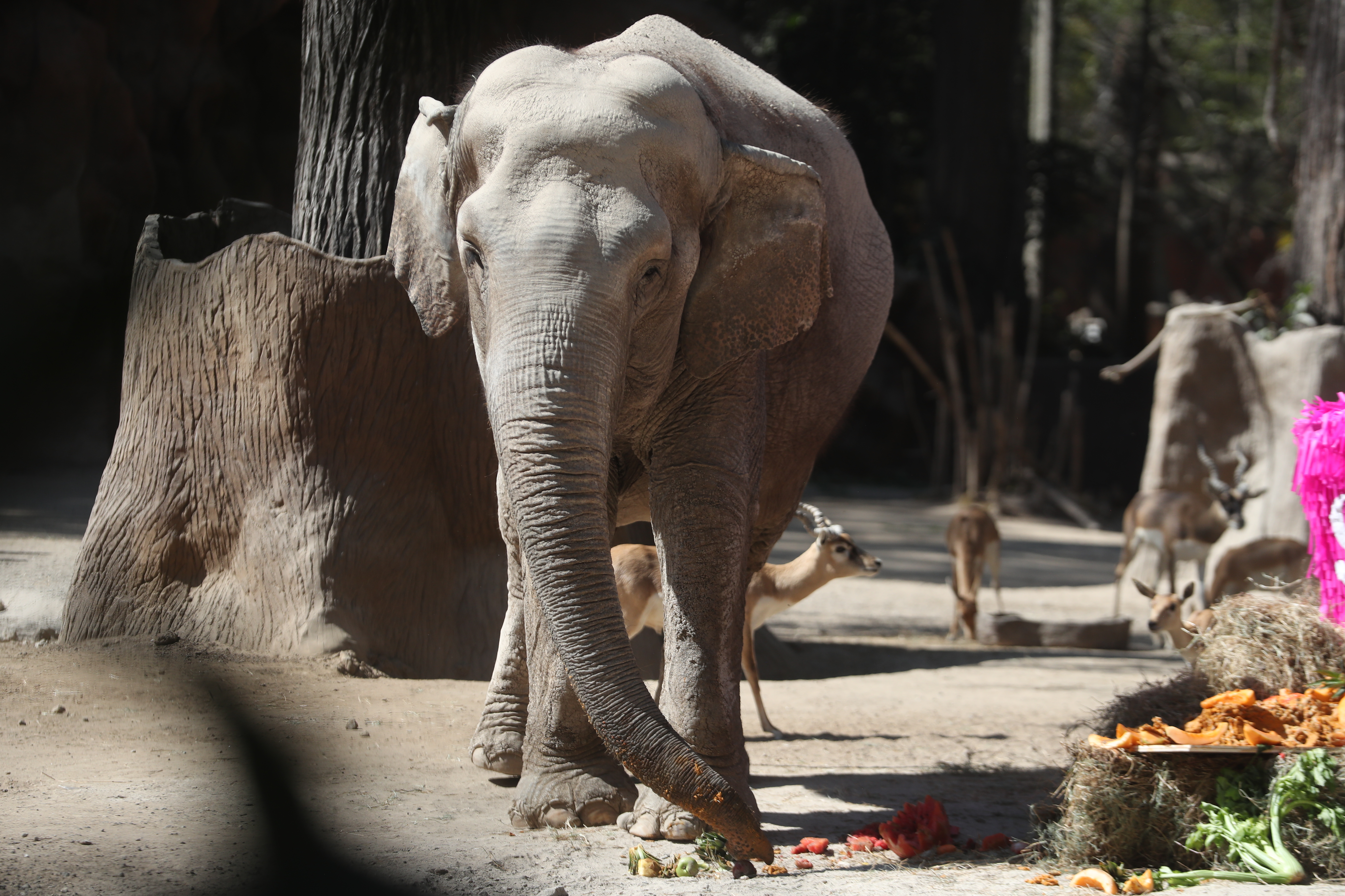 CUMPLEAÑOS 65 TROMPITA LA ELEFANTA