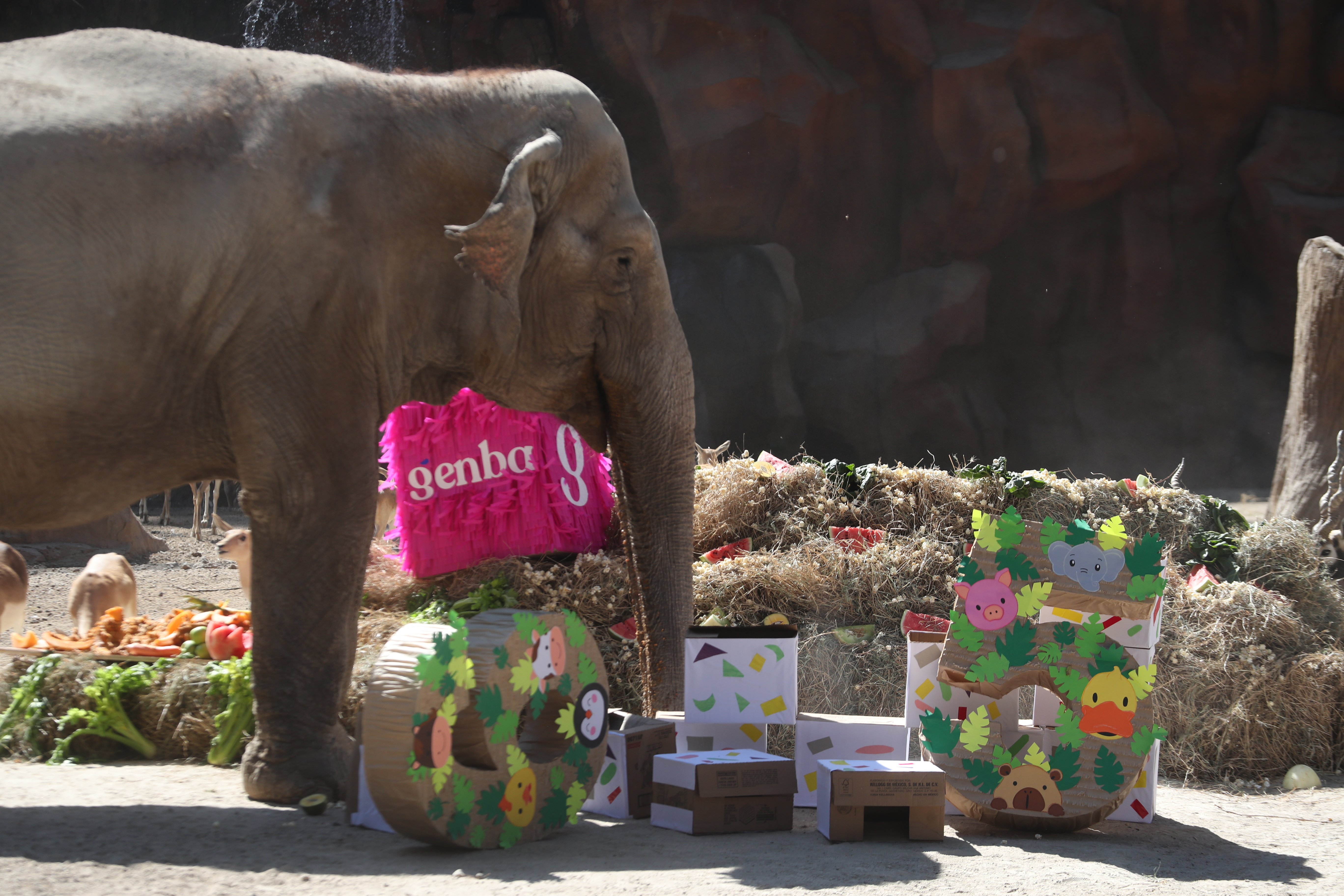 CUMPLEAÑOS 65 TROMPITA LA ELEFANTA