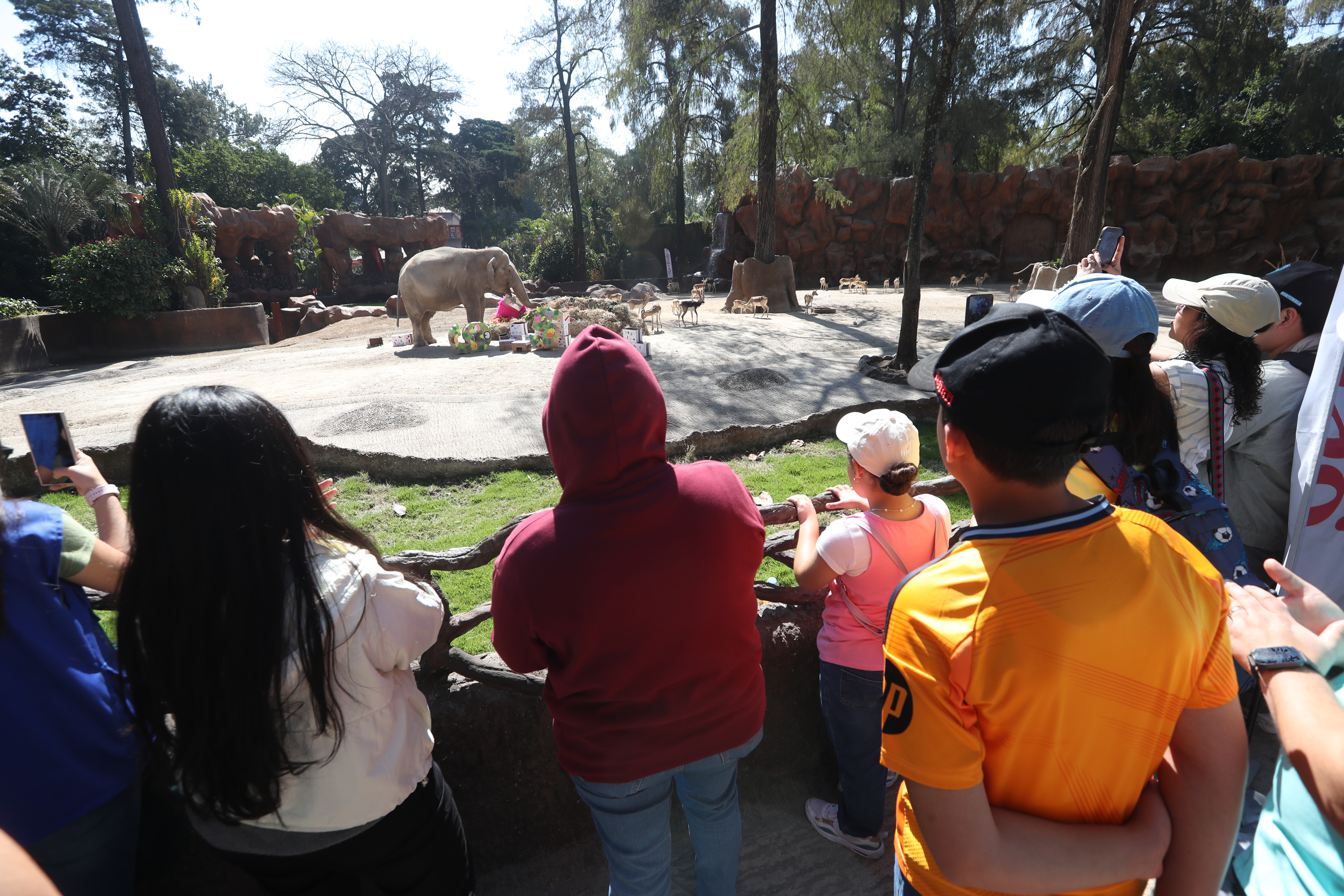CUMPLEAÑOS 65 TROMPITA LA ELEFANTA