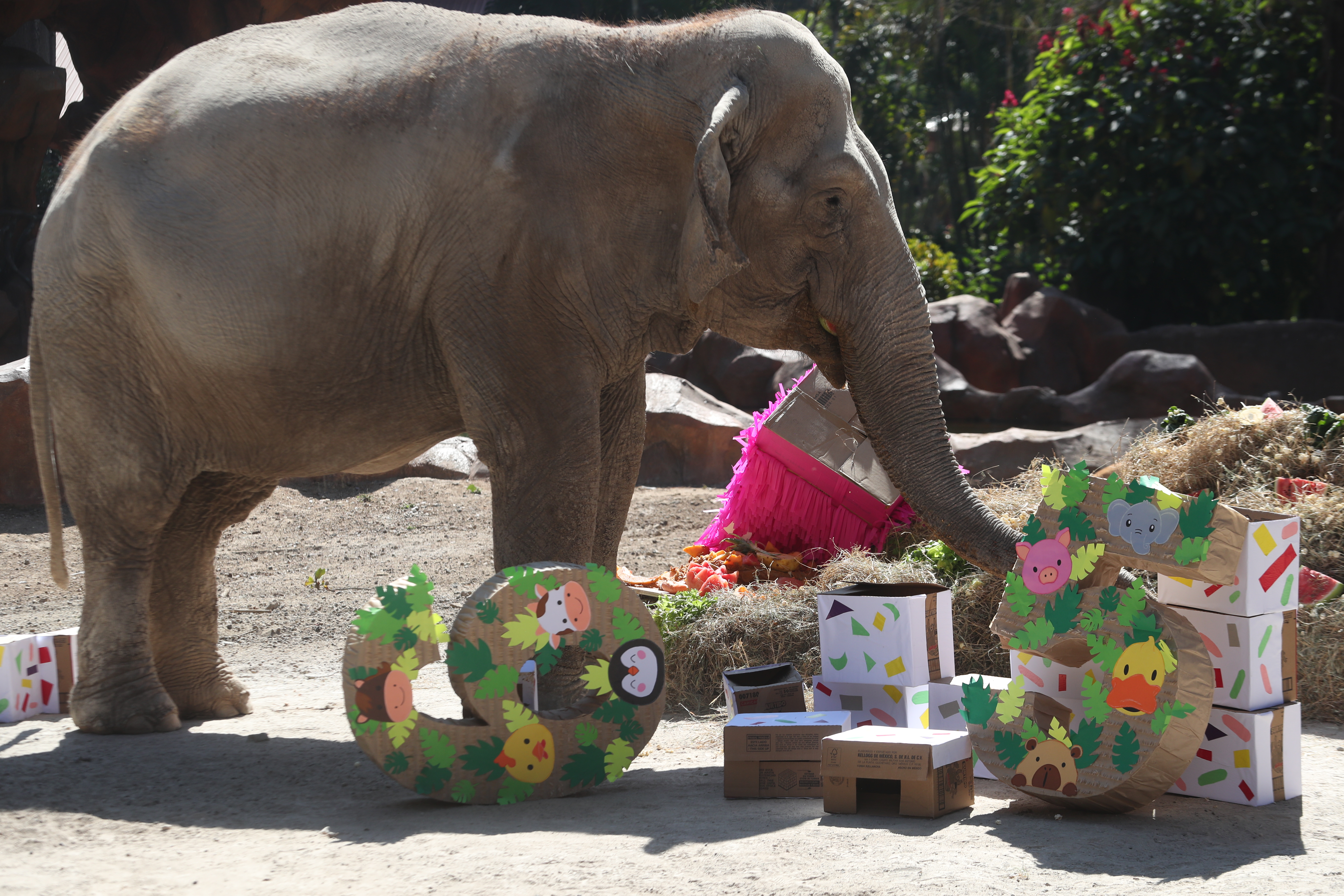 CUMPLEAÑOS 65 TROMPITA LA ELEFANTA'