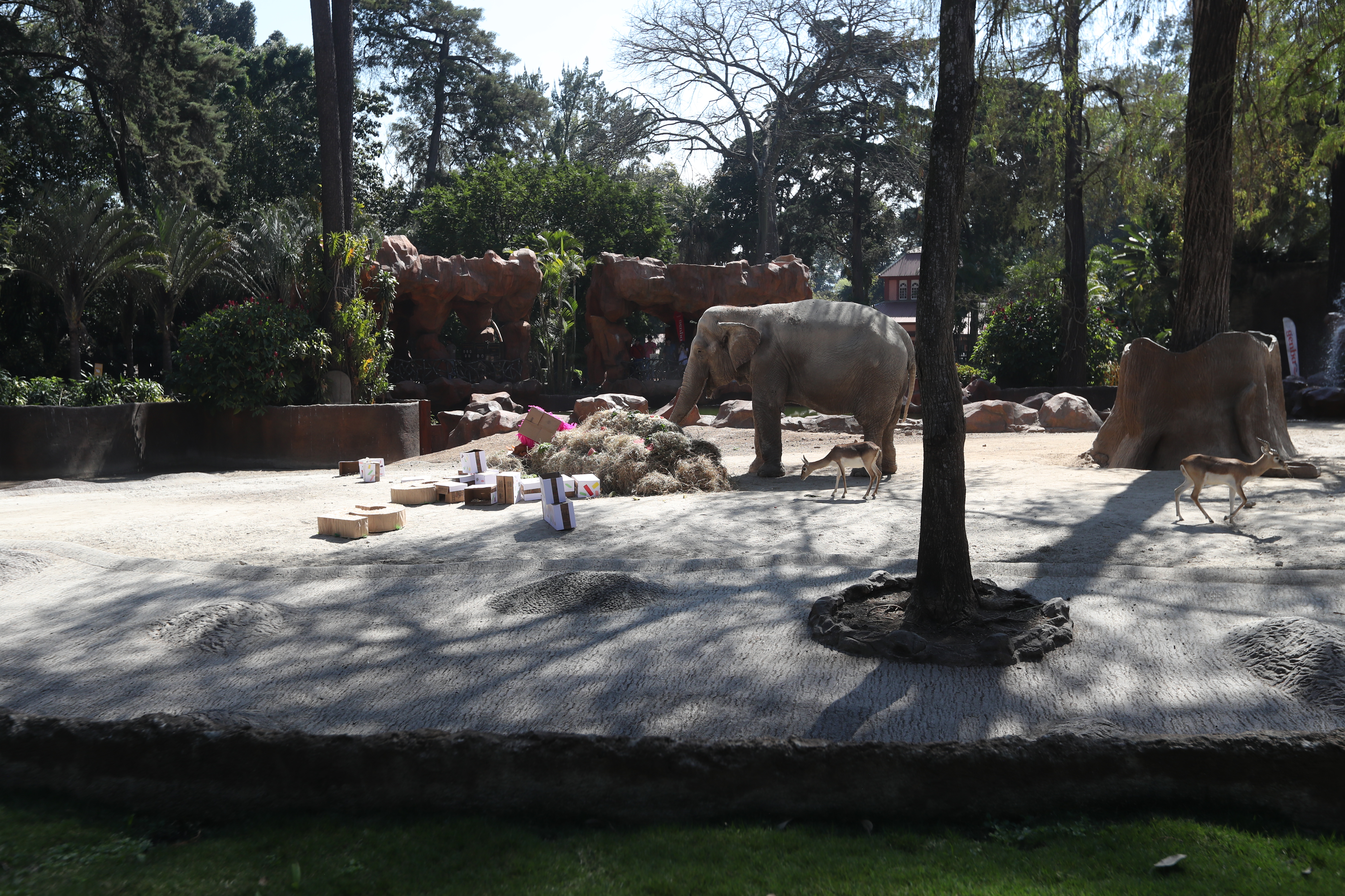 CUMPLEAÑOS 65 TROMPITA LA ELEFANTA