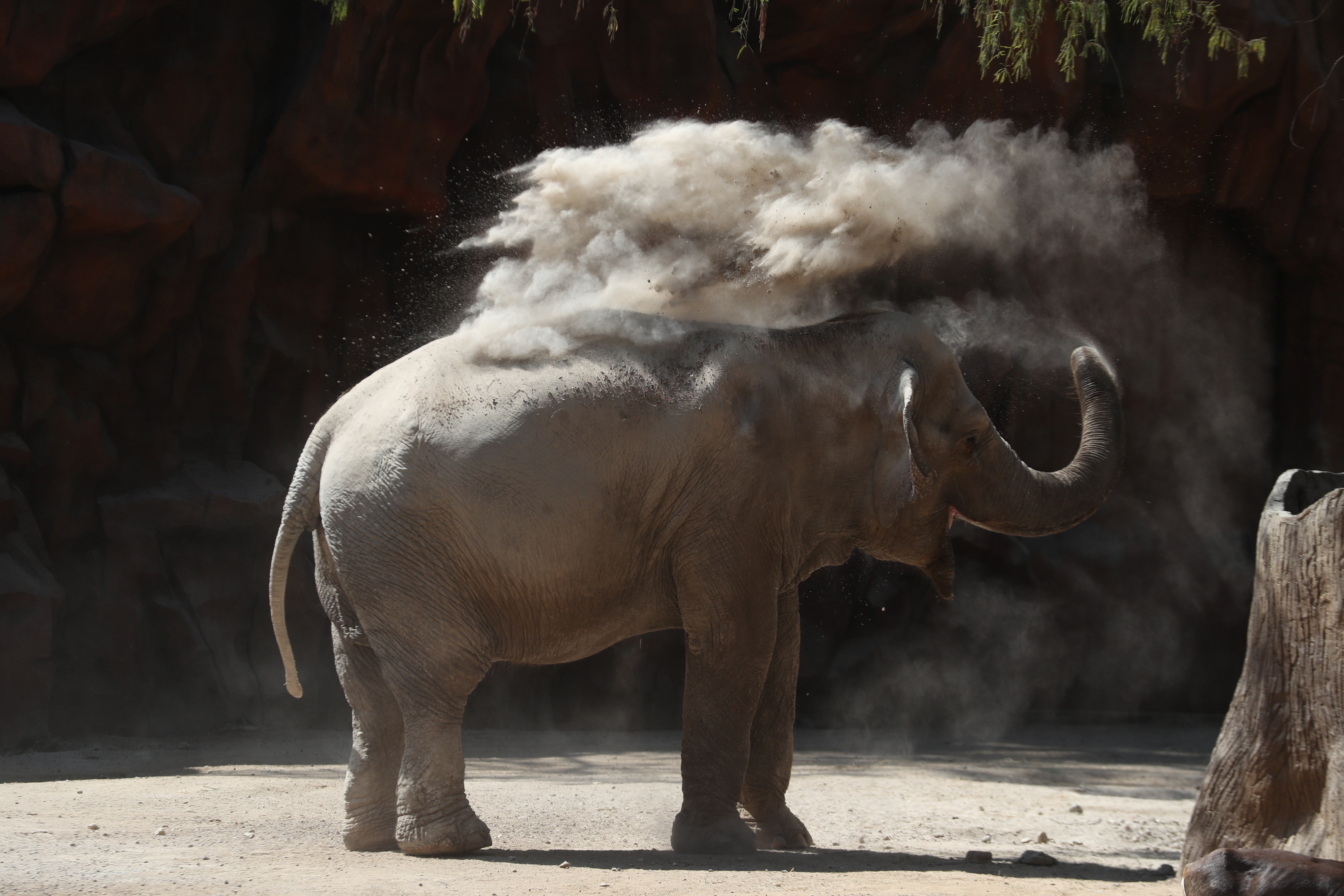 CUMPLEAÑOS 65 TROMPITA LA ELEFANTA