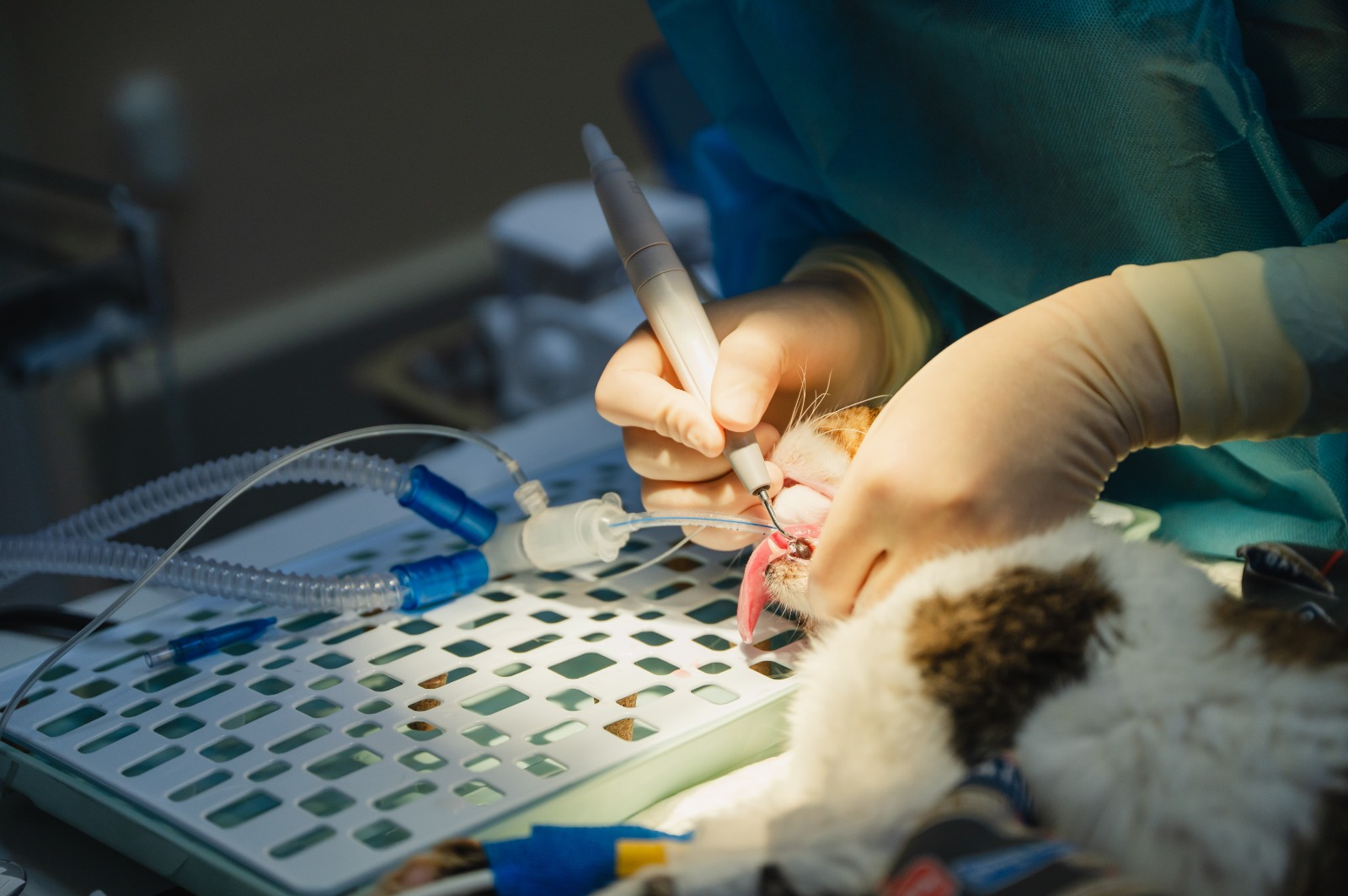 La panleucopenia felina afecta principalmente a gatos no vacunados; autoridades recomiendan completar el esquema de vacunación para prevenir contagios y complicaciones graves. (Foto, Prensa Libre: ShutterStock)