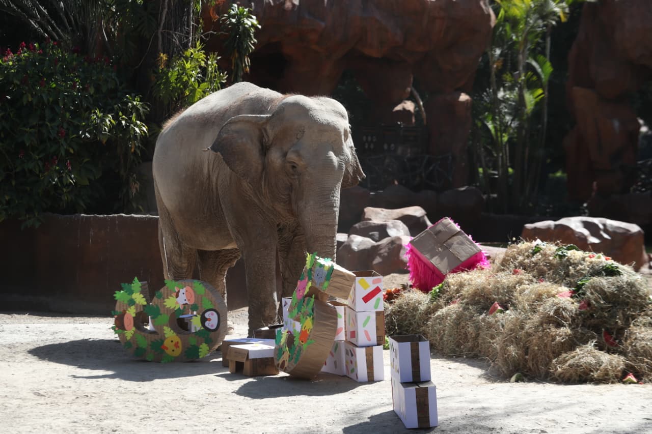 Trompita cumple 65 años: así celebró el Zoológico La Aurora a su elefanta asiática