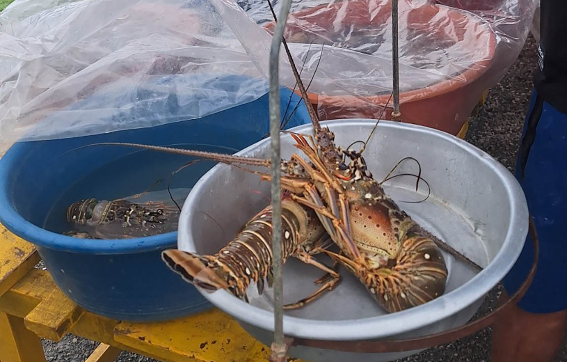 Camarón tigre (Penaeus monodon), especie invasora detectada en el Caribe guatemalteco, específicamente en Izabal