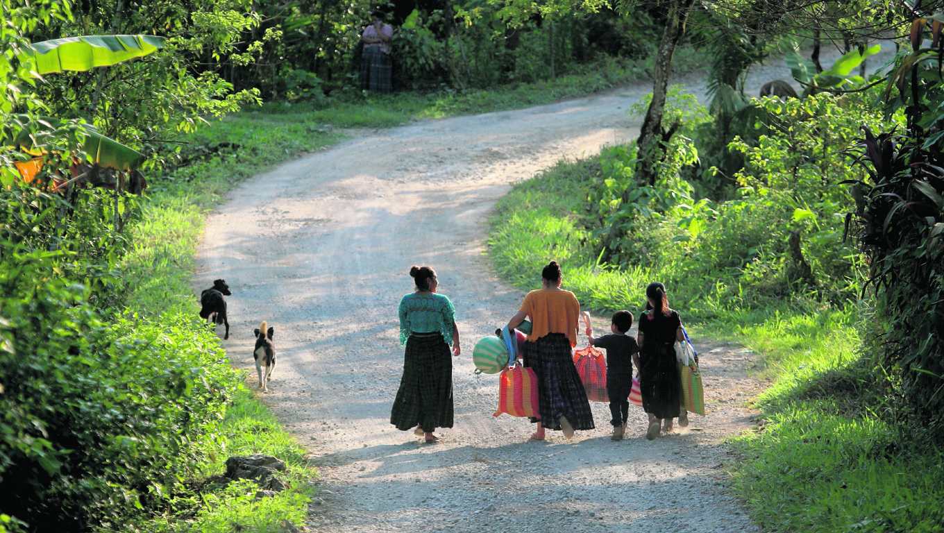 cobertura Guatemala No Se Detiene, visitamos el departamento de Alta Verapaz para conocer más de cerca cómo les afecta a los productores de cardamomo la mala conexión vial en las zonas rurales y lo que implica para el país en cuestión de pérdidas en divisas ante el poco apoyo de las autoridades.
Foto: Carlos Hernández
30/04/2024