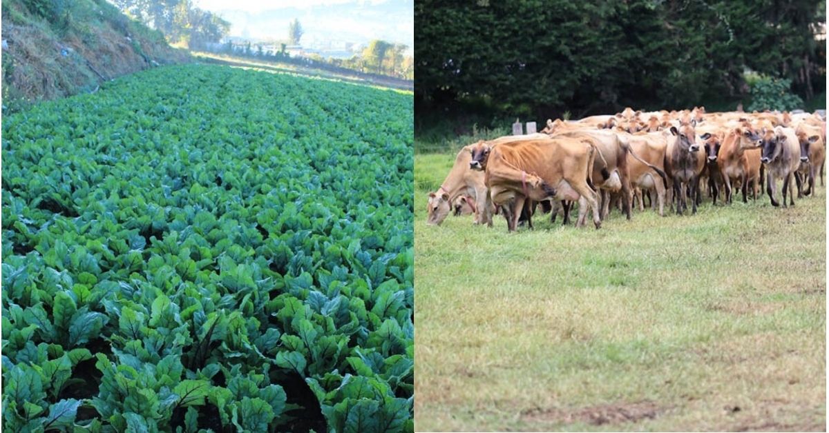 Por su altitud, los cultivos y el ganado del altiplano guatemalteco enfrentan riesgos por las bajas temperaturas y heladas provocadas por el frente frío, que mantiene en alerta al sector agropecuario. (Foto, Prensa Libre: cortesía Maga)