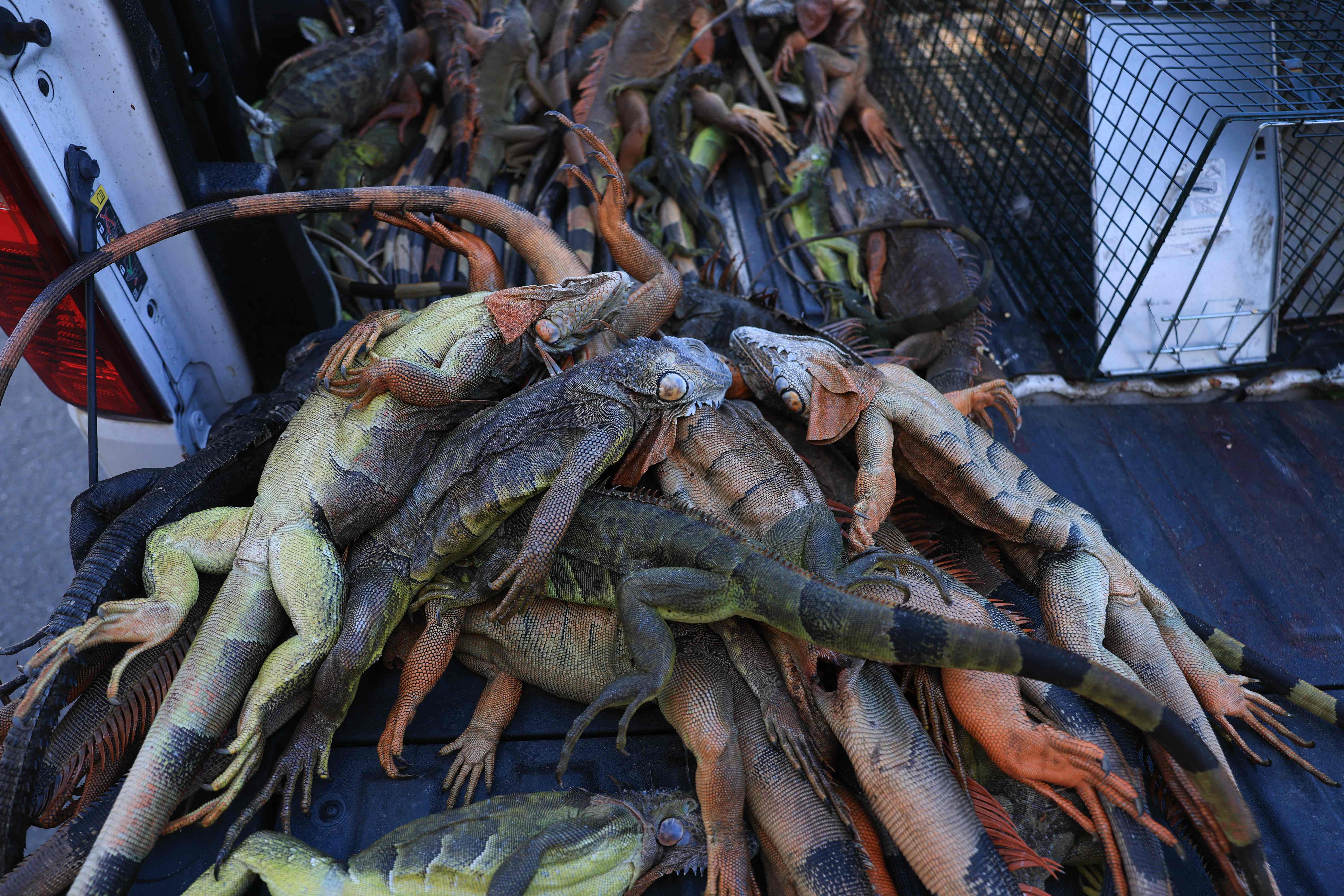 Iguanas Florida Miami