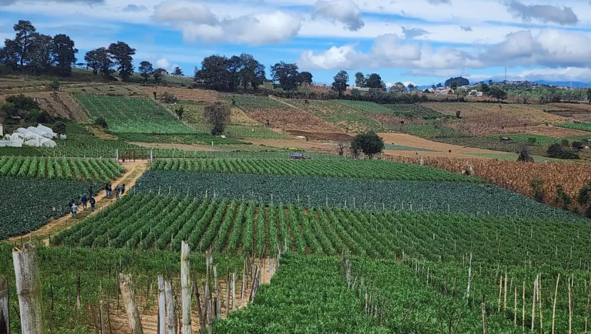 productos agrícolas siembra y cosecha