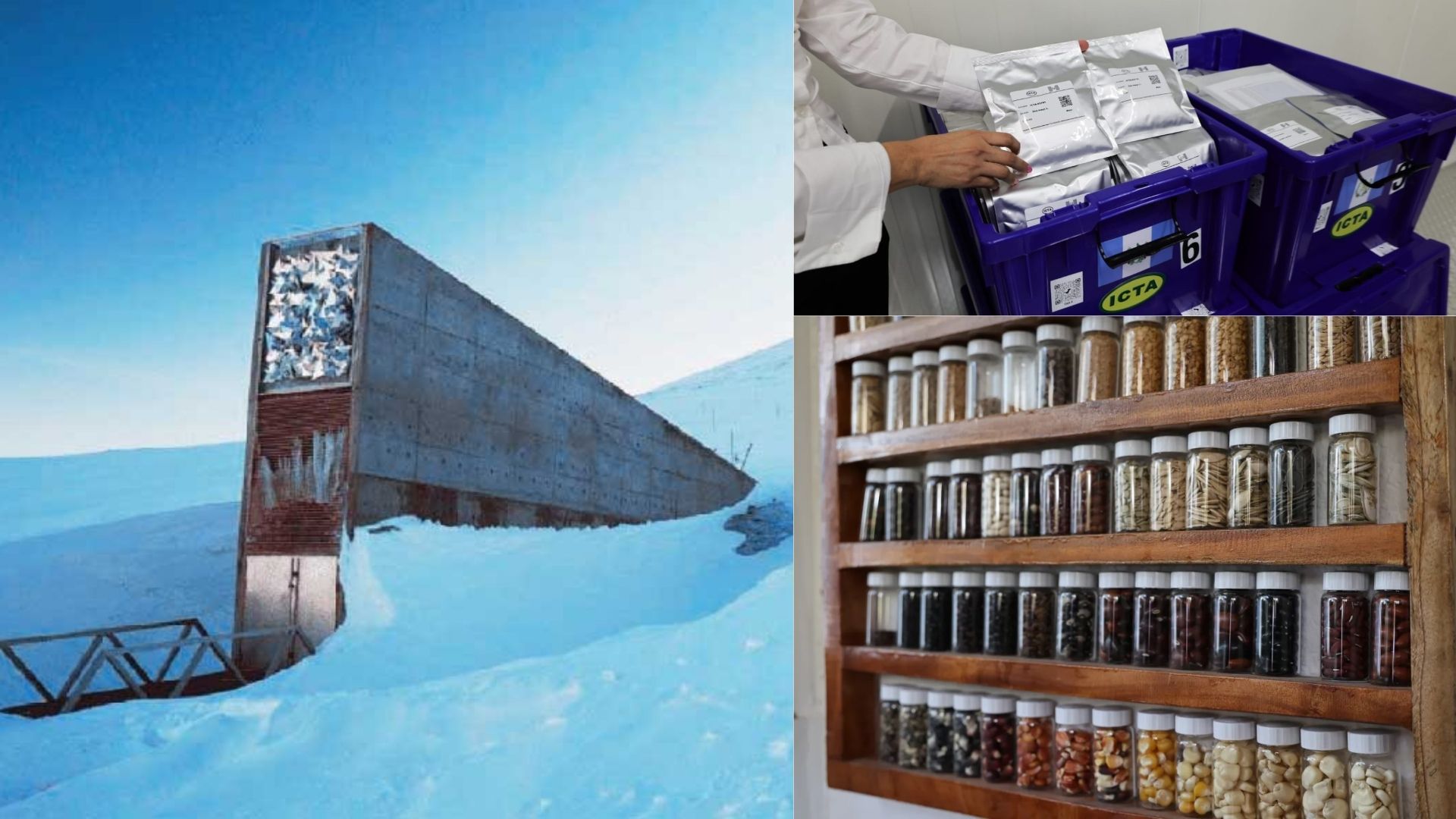 Las semillas de Guatemala fueron seleccionadas para resguardarse en la llamada “bóveda del fin del mundo”, la Bóveda Global de Semillas de Svalbard, en Noruega, un hecho que confirma el alto valor genético de los cultivos nacionales y su aporte a la seguridad alimentaria mundial. (Foto, cortesía CropTrust, Maga, Icta)
