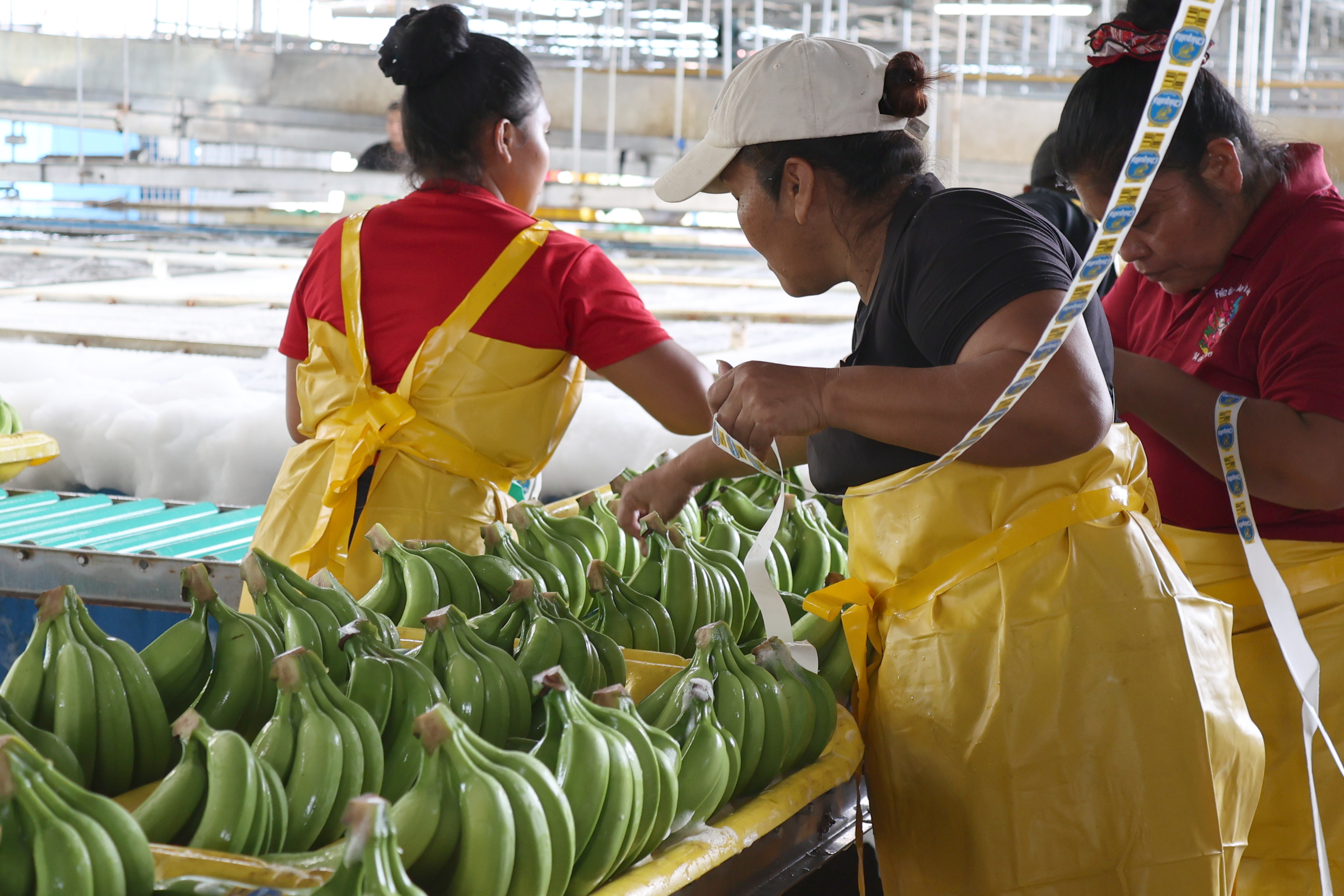 ACOMPAÑA CRÓNICA: PANAMÁ BANANO AME8062. CHANGUINOLA (PANAMÁ), 27/03/2026.- Fotografía del 4 de marzo de 2026 que muestra a trabajadoras empacando racimos de bananos tras la apertura gradual de la actividad bananera por parte de la transnacional Chiquita en Changuinola, provincia caribeña de Bocas del Toro (Panamá). Bocas del Toro es una provincia de naturaleza exuberante con una extensión de 4.654 kilómetros cuadrados y una población de cerca de 160.000 personas, en su mayoría indígenas en condición de pobreza. La industria bananera, dominada por Chiquita desde hace más de 100 años, sostiene más del 80 % de la economía de la región. EFE/ Marcelino Rosario