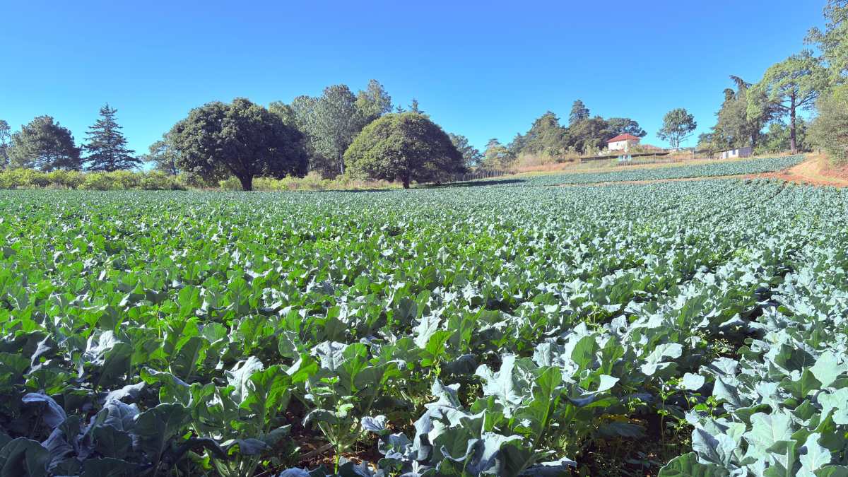La presentación de argumentos técnicos para abrir el acceso a productos agrícolas no tradicionales, así como la expectativa de recibir una respuesta en el corto plazo, son los pilares de la misión público-privada que viajará a Washington D. C. (Foto Prensa Libre: Cortesía)
