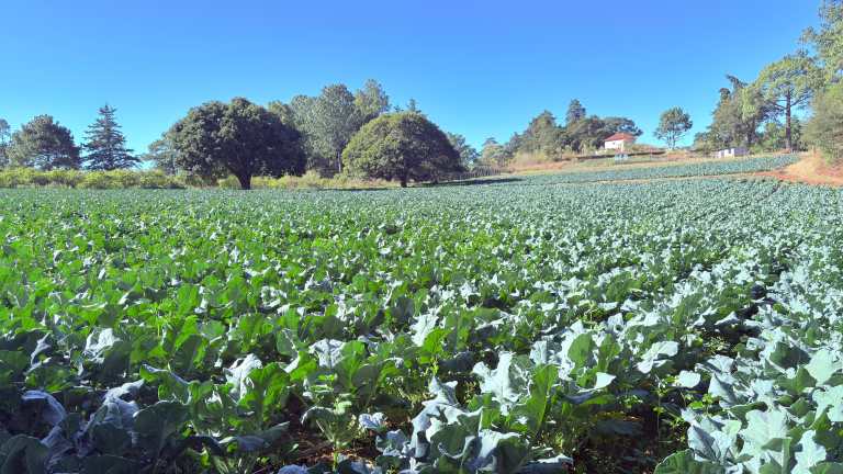 Tres argumentos técnicos presentará la delegación agrícola en Washington para la eliminación del 1
