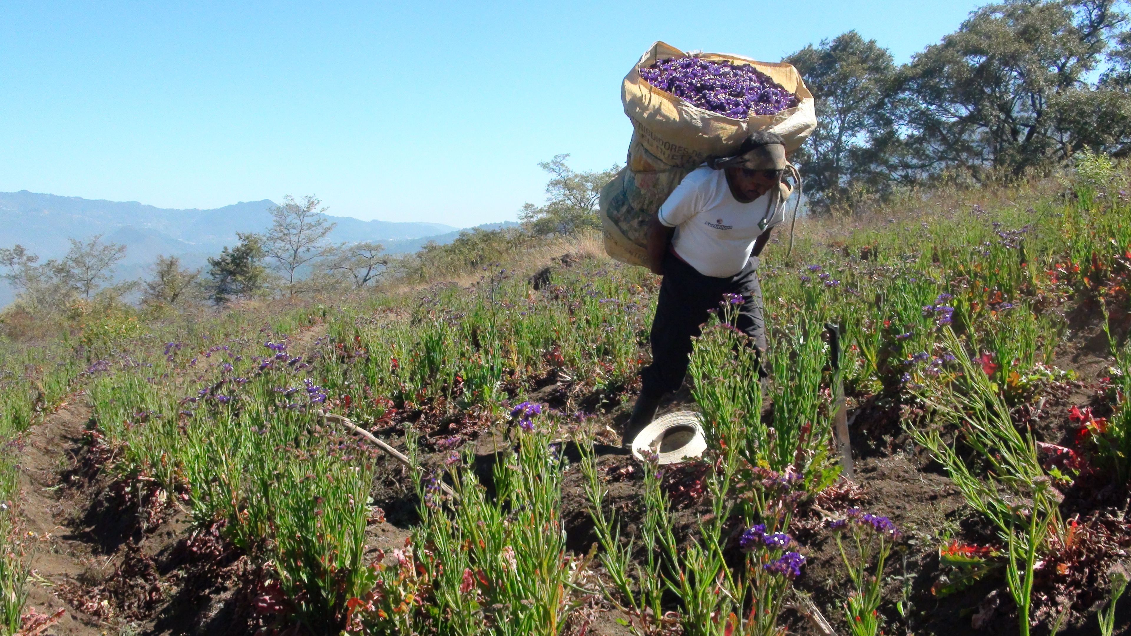 Festival de la estaticia en San Pedro Las Huertas: la celebración de la flor que da color a la Cuaresma y Semana Santa