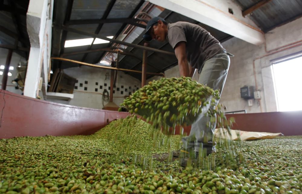 cardamomo foto del producto en sus diferentes procesos Hemeroteca Prensa Libre