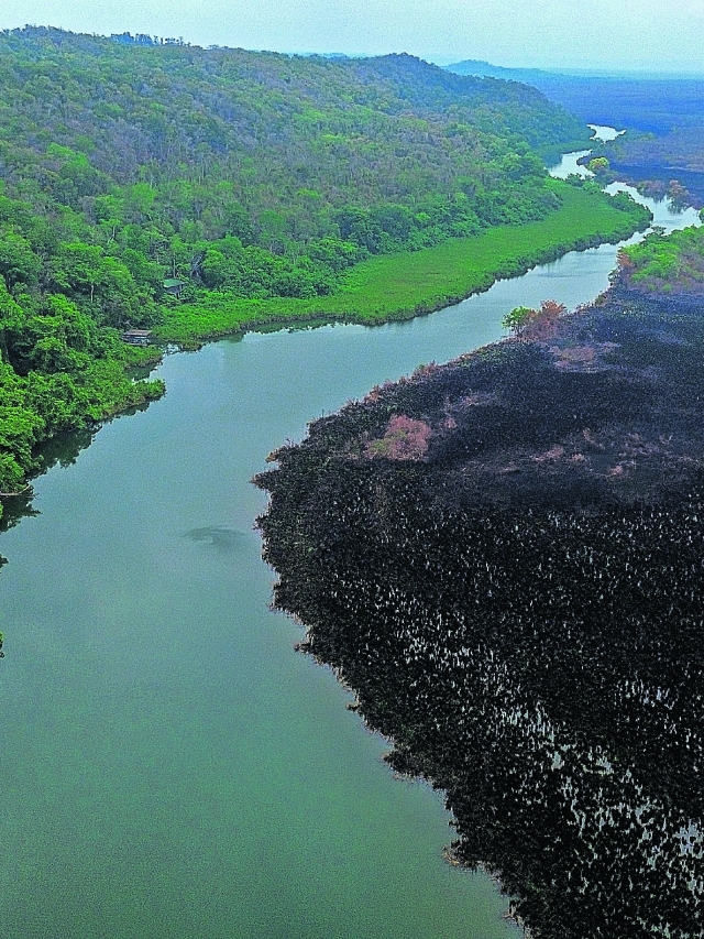 Invasores arrasan con la selva en Laguna del Tigre