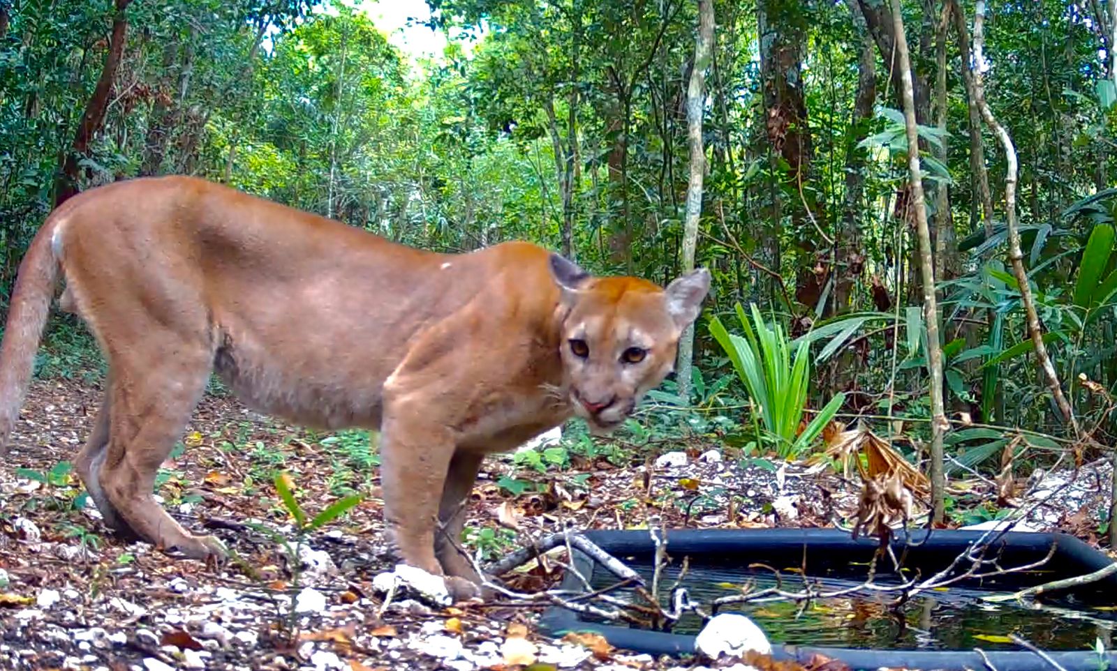 Documental revela el trabajo del Grupo Élite Génesis para proteger la Selva Maya en Guatemala