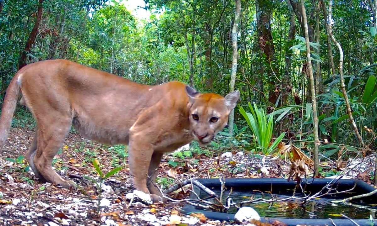 La riqueza de flora y fauna en Petén está en peligro latente debido a amenazas que fueron destacas en el documenta de ABC News.  (Foto Prensa Libre: cortesía Fundaeco)