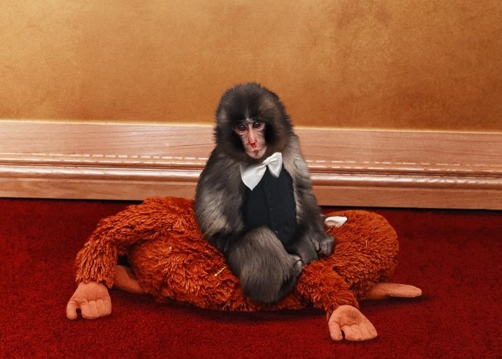 ¿Es real la foto de Punch en los Actor Awards 2