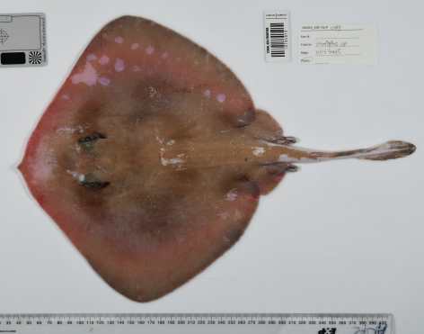 SÍDNEY (AUSTRALIA), 01/04/2026.- Más de 110 nuevas especies marinas han sido identificadas en las profundidades del Mar del Coral, un vasto ecosistema oceánico al noreste de Australia caracterizado por sus aguas profundas y en gran parte inexploradas, anunció este miércoles CSIRO, la principal agencia científica pública del país. EFE/ CSIRO SOLO USO EDITORIAL/SOLO DISPONIBLE PARA ILUSTRAR LA NOTICIA QUE ACOMPAÑA (CRÉDITO OBLIGATORIO)