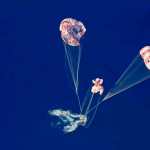 Captura de imagen de una transmisión de la NASA de la capsula Orión, con los tripulantes de Artemis II, luego de amerizar en el Pacífico este viernes. (Foto Prensa Libre: EFE)